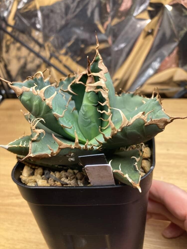 2026年最新】Yahoo!オークション -アガベ 悪魔くん(観葉植物)の中古品