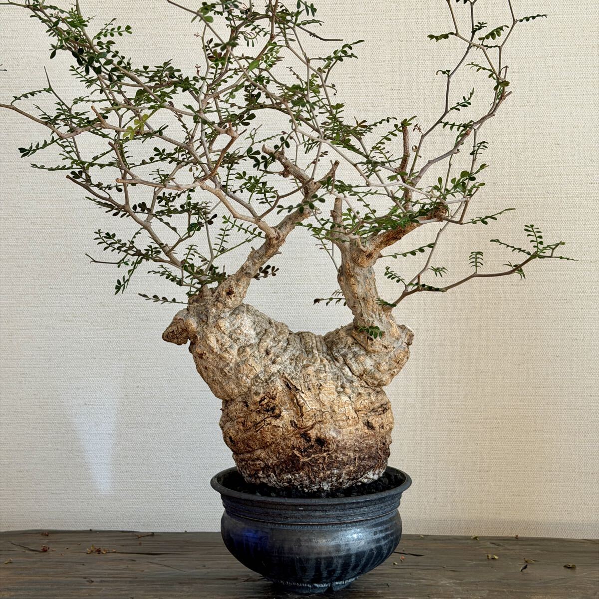 2026年最新】Yahoo!オークション -オペルクリカリア パキプス 発根の