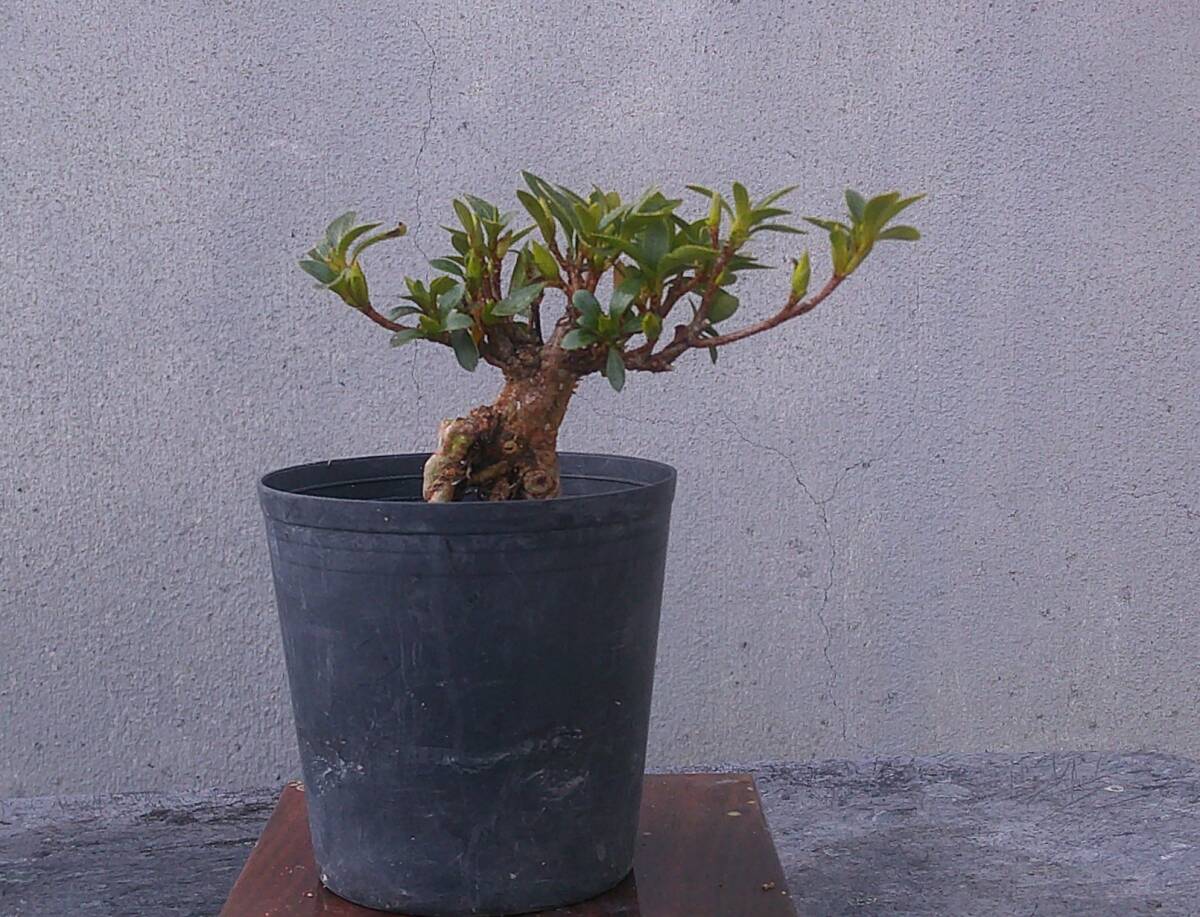 Yahoo!オークション -「明美の月」の落札相場・落札価格