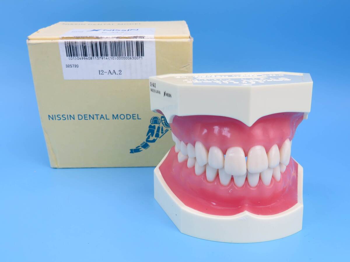 2026年最新】Yahoo!オークション -ニッシン 顎模型の中古品・新品・未