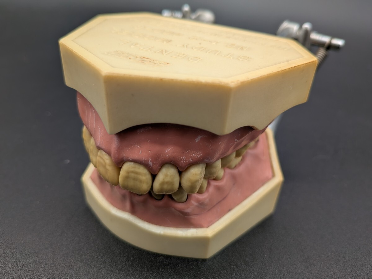 2026年最新】Yahoo!オークション -ニッシン 顎模型の中古品・新品・未