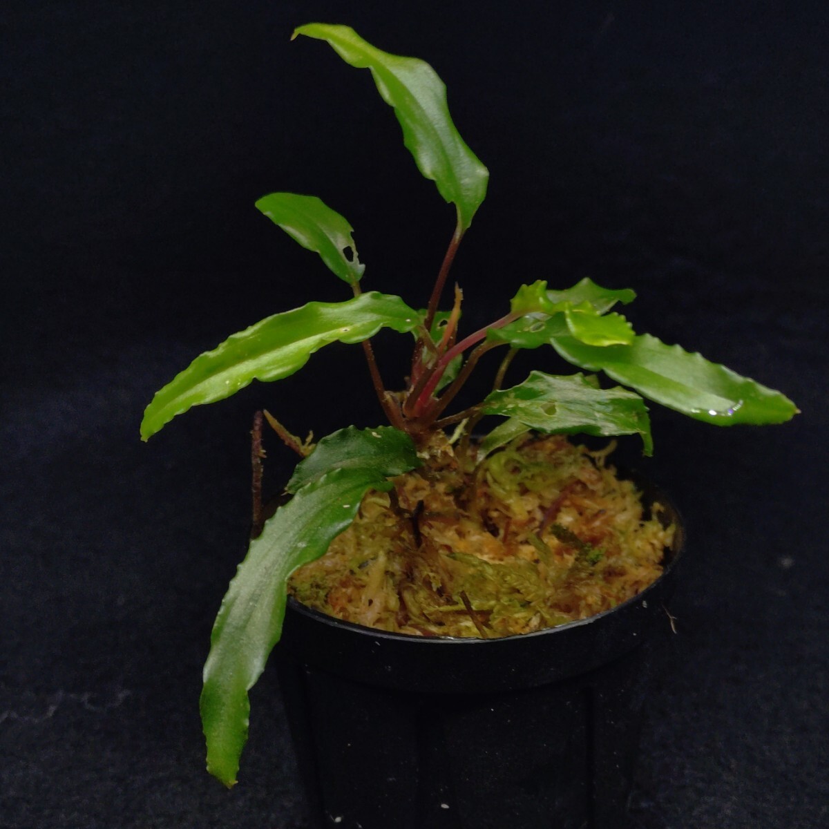 Yahoo!オークション -「ホマロメナ homalomena」の落札相場・落札価格