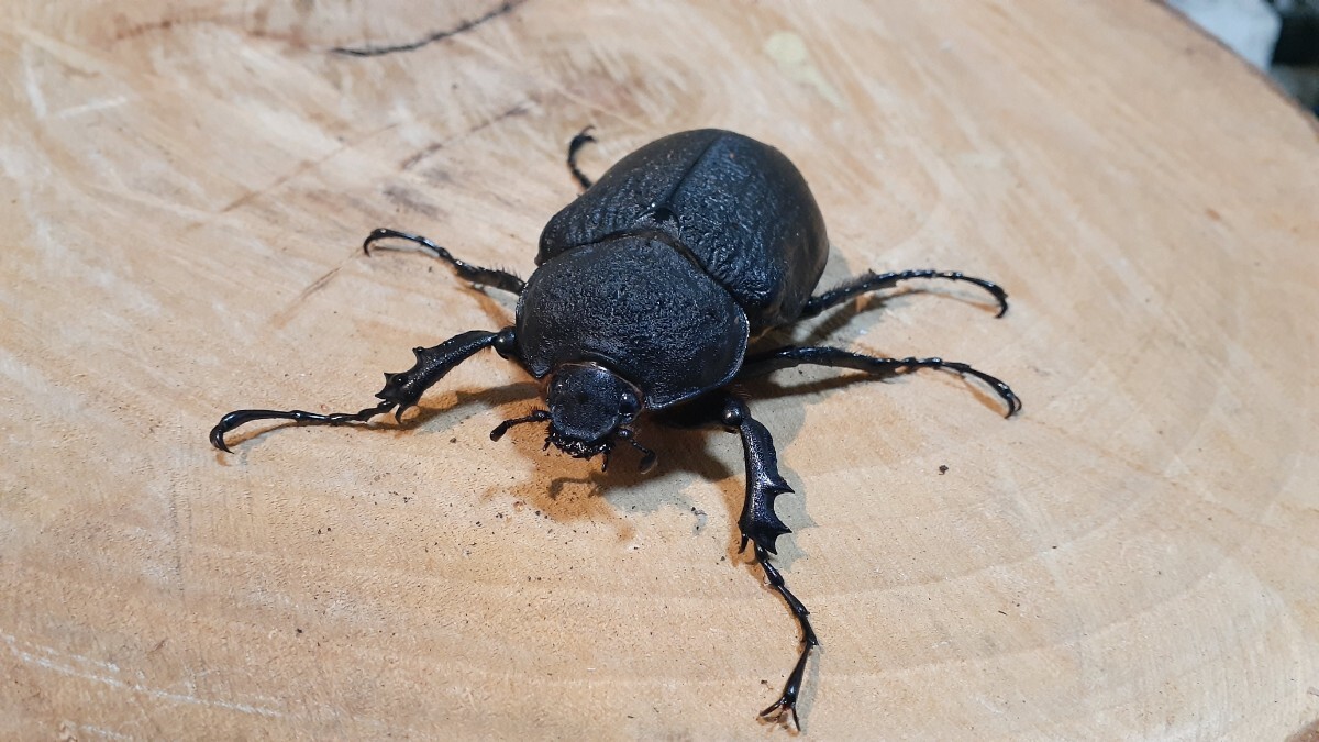 Yahoo!オークション -「アクティオンゾウカブト」(外国産) (成虫)の