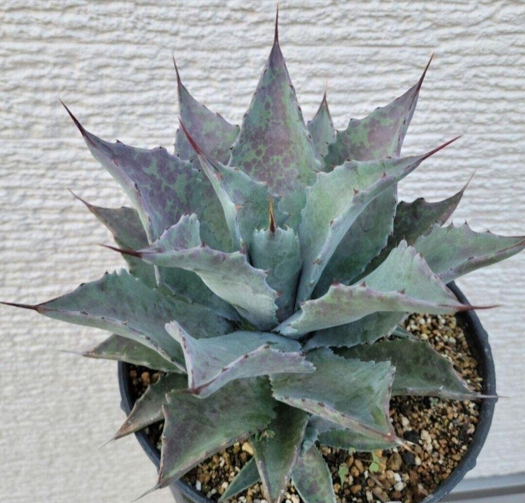 Yahoo!オークション -「colorata」(アガベ) (観葉植物)の落札相場