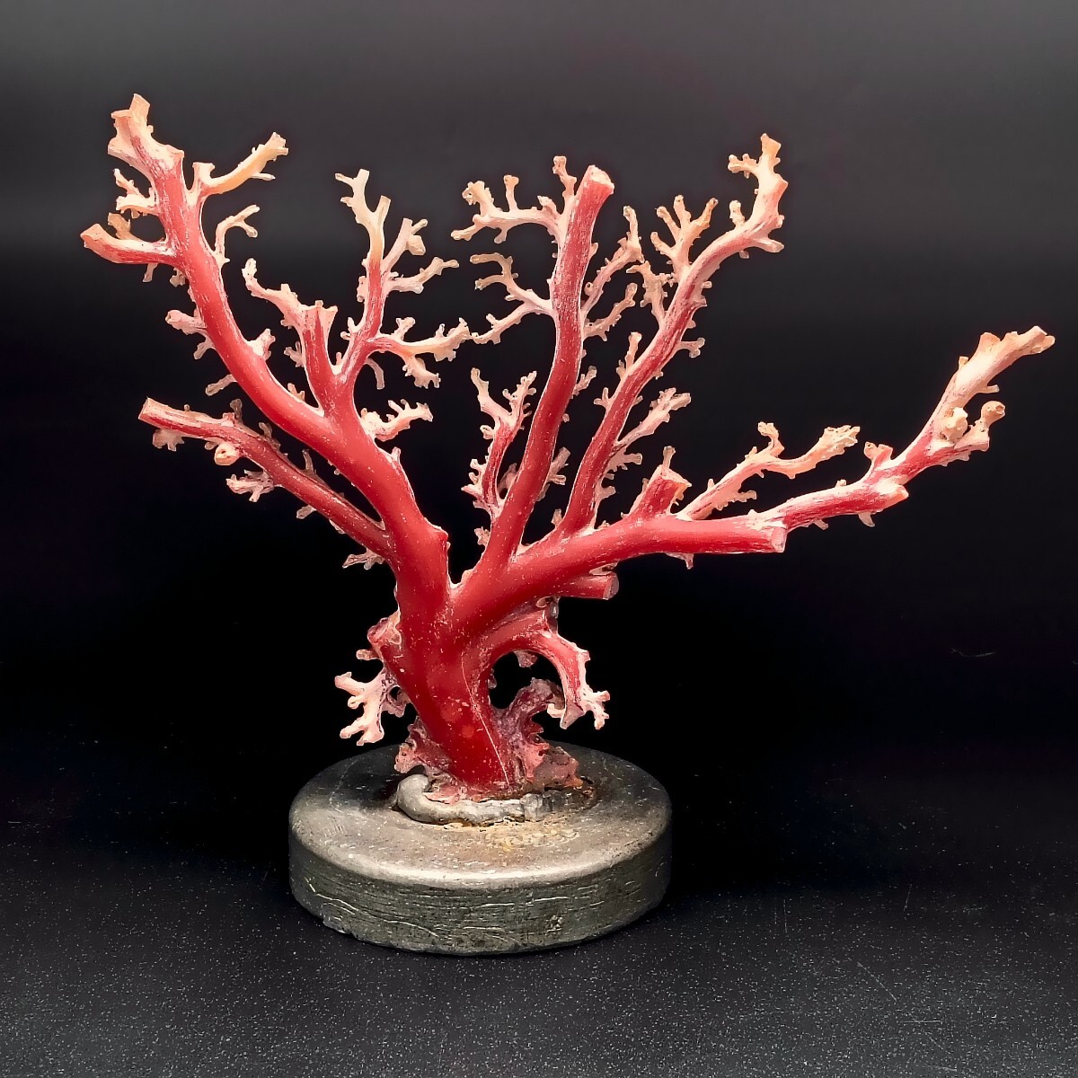 Yahoo!オークション -「赤珊瑚 原木」の落札相場・落札価格