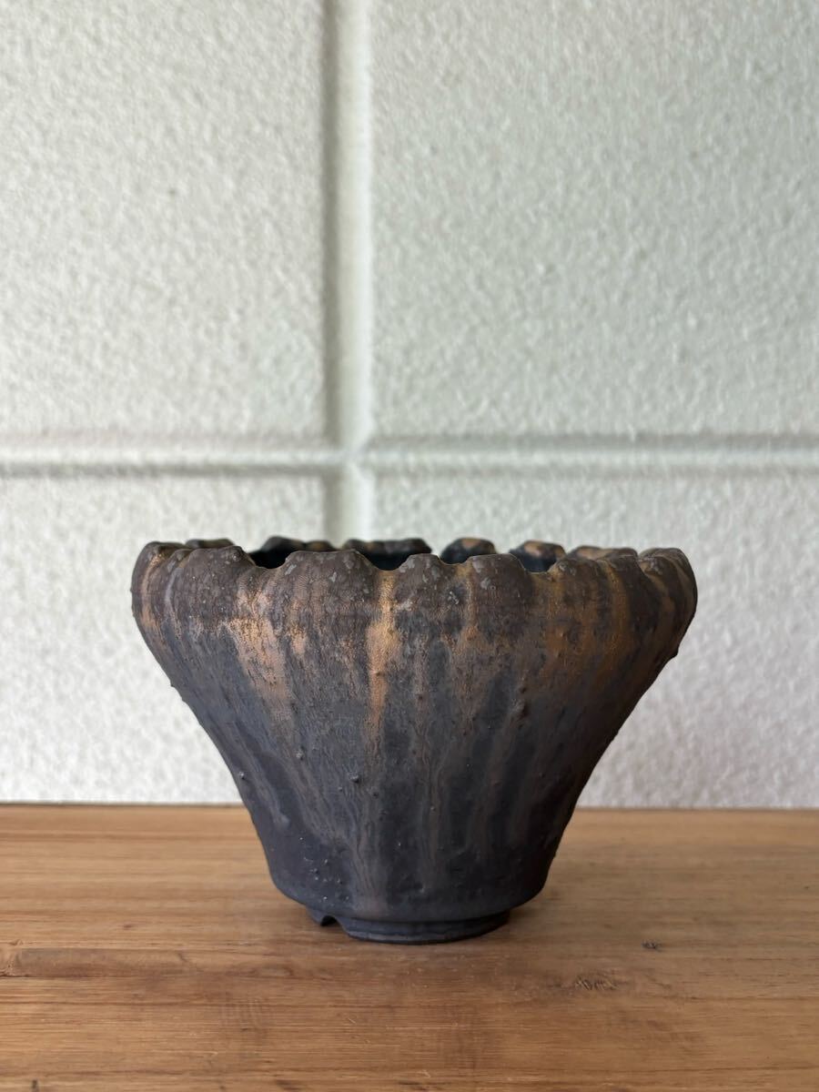 Yahoo!オークション -「細川」(花、園芸) の落札相場・落札価格