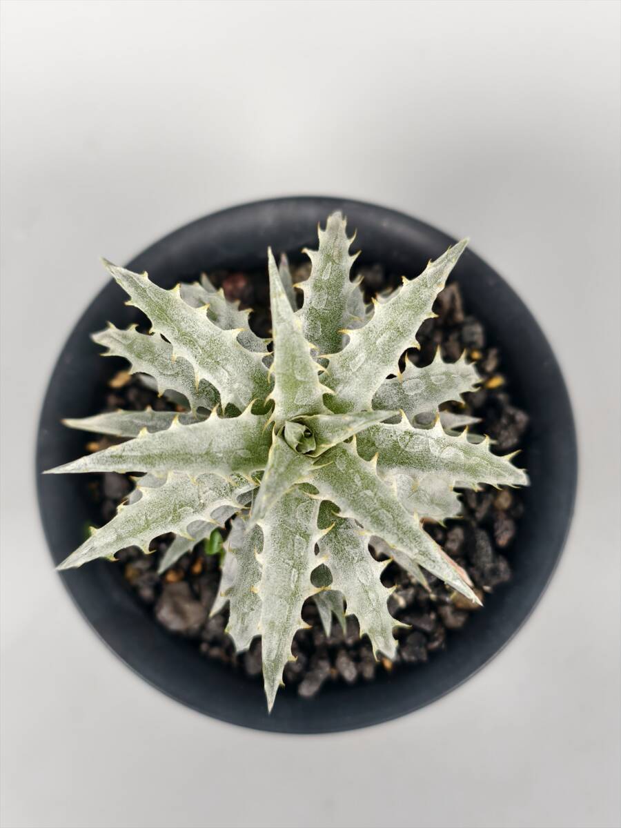 Yahoo!オークション -「エンコリリウム」の落札相場・落札価格