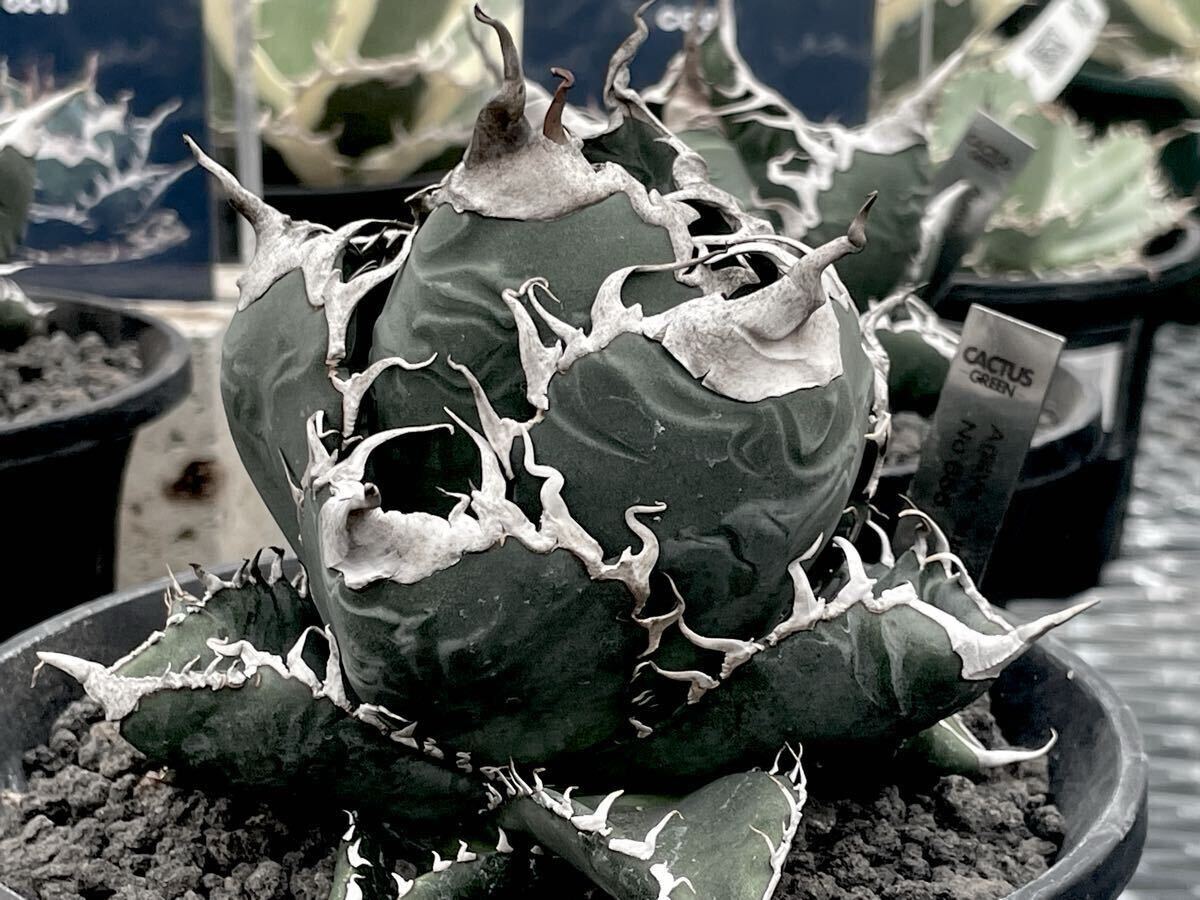 2026年最新】Yahoo!オークション -アガベ 悪魔くん(観葉植物)の中古品