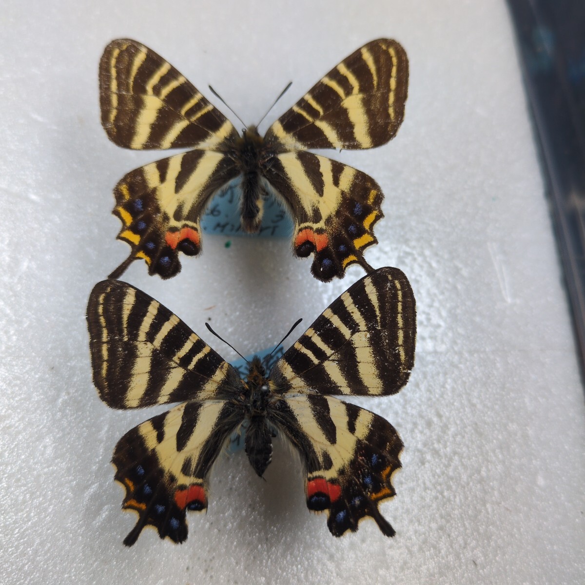 Yahoo!オークション -「蝶 標本」(虫類) (ペット用品)の落札相場・落札価格