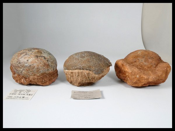 Yahoo!オークション -「ハドロサウルス」の落札相場・落札価格