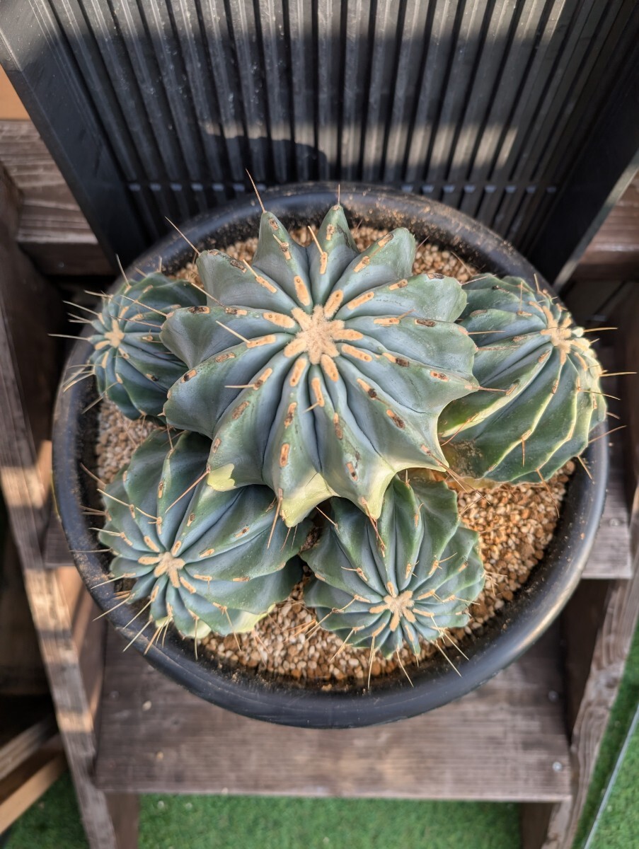 Omc Labo】極上4 フェロカクタス王冠竜 群生 希少 サボテン Omc Labo