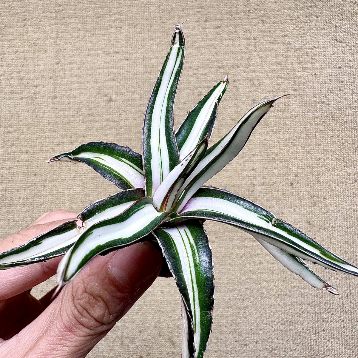 Yahoo!オークション -「アガベ 氷山」(観葉植物) の落札相場・落札価格