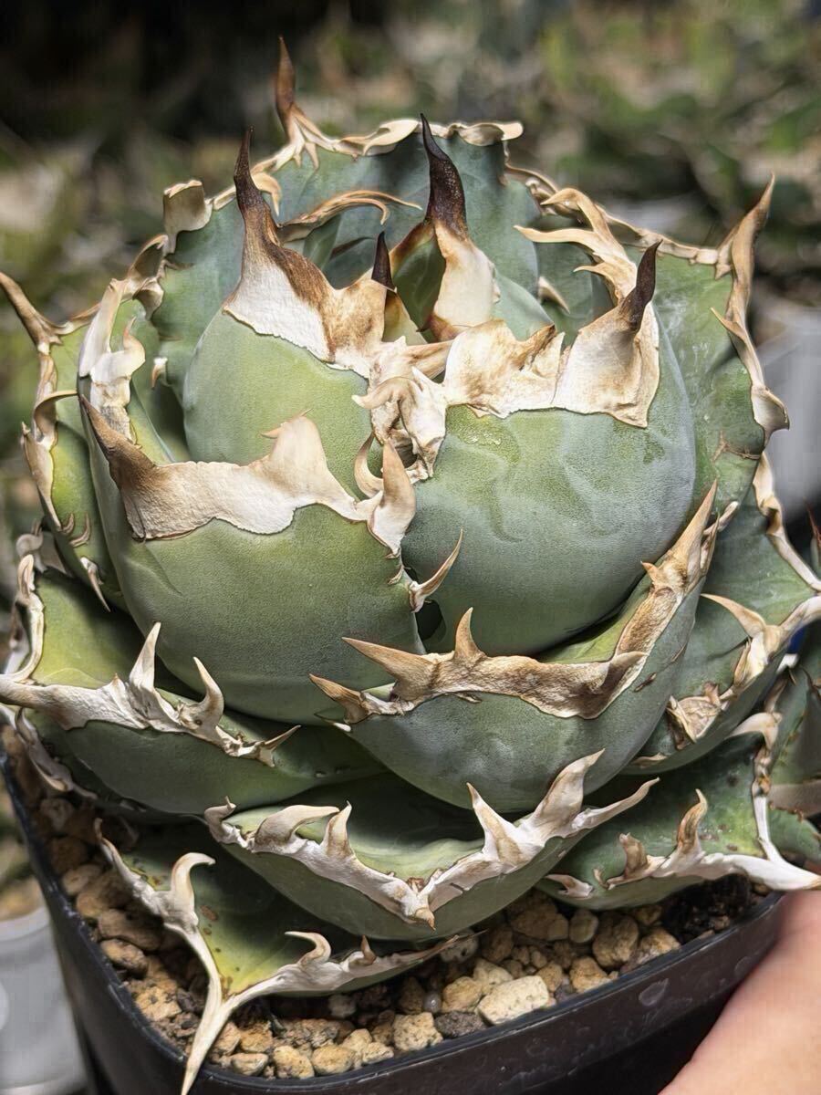 Yahoo!オークション - (真麻花龍 子株 lize血統)検Agave アガベ チタ