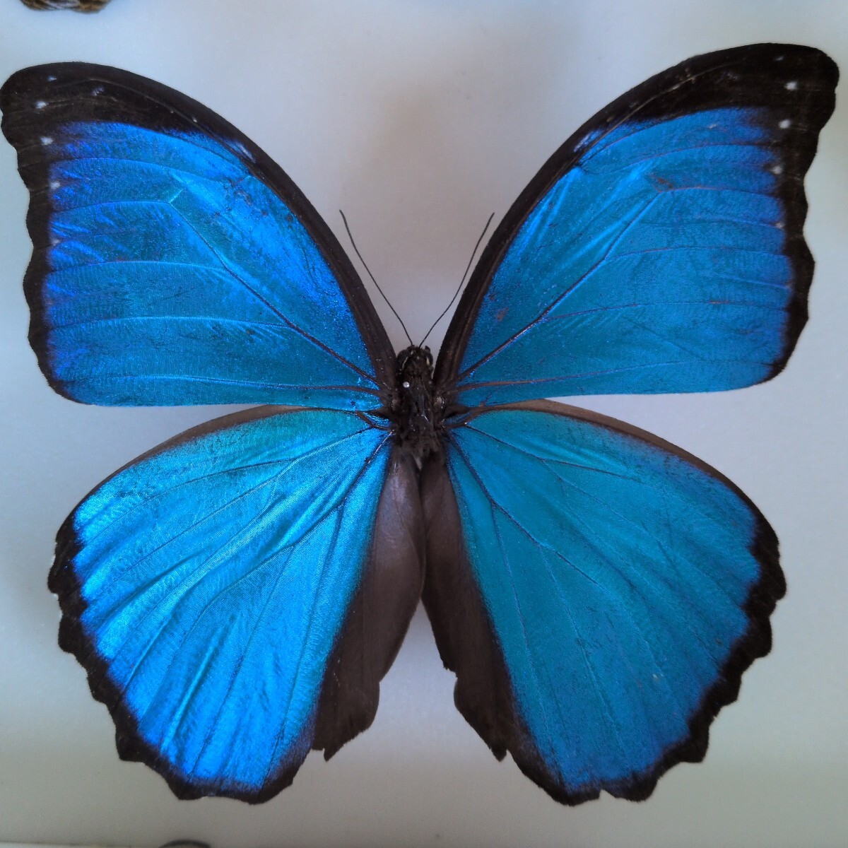 Yahoo!オークション -「モルフォ蝶 標本」(その他) (虫類)の落札相場