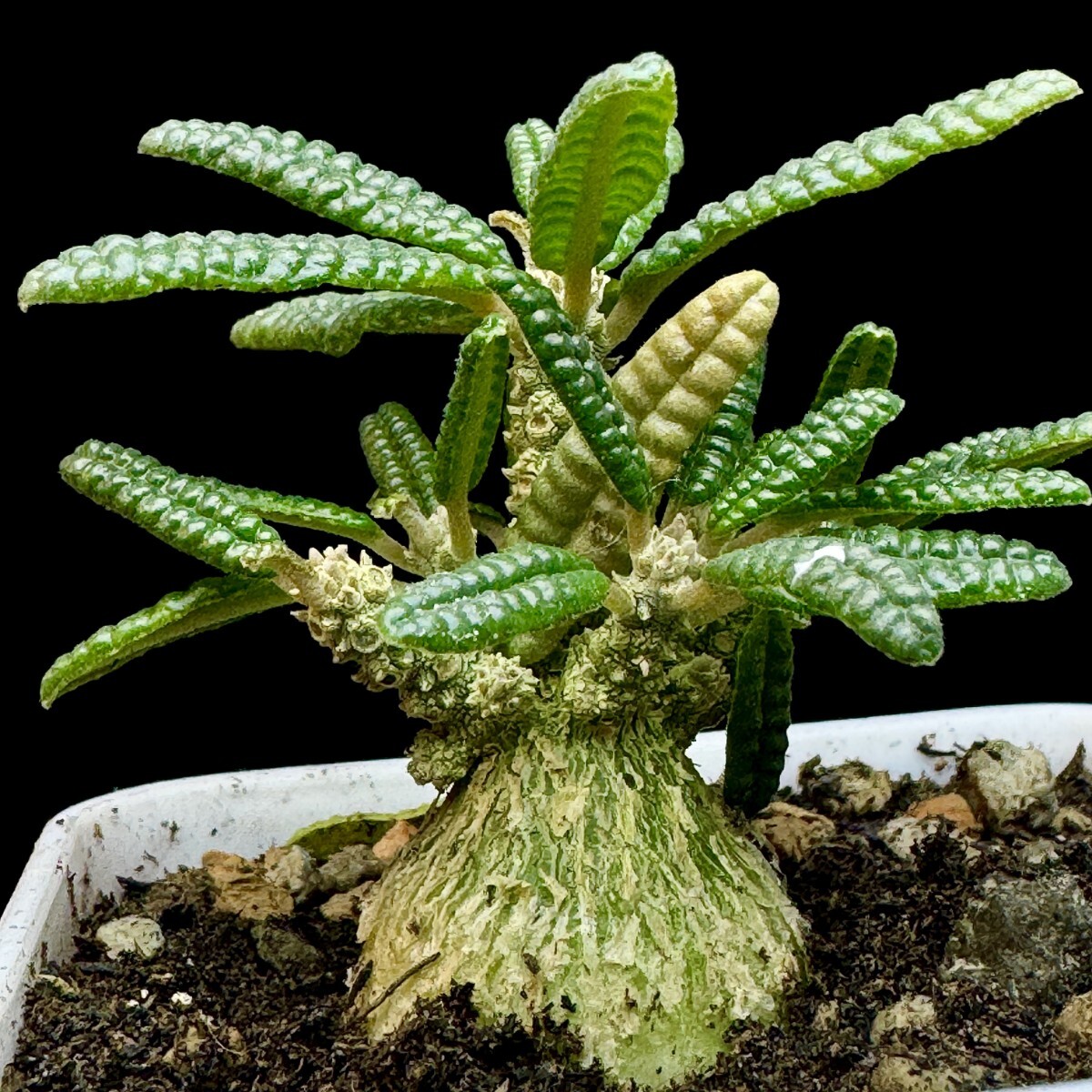 Yahoo!オークション -「ドルステニア ギガス」の落札相場・落札価格