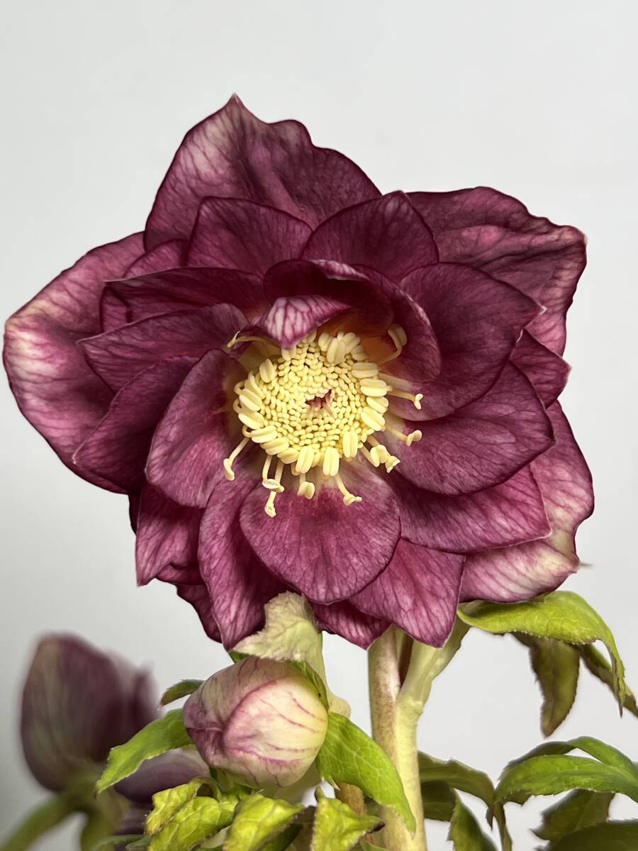 Yahoo!オークション -「クリスマスローズ 開花株」の落札相場・落札価格