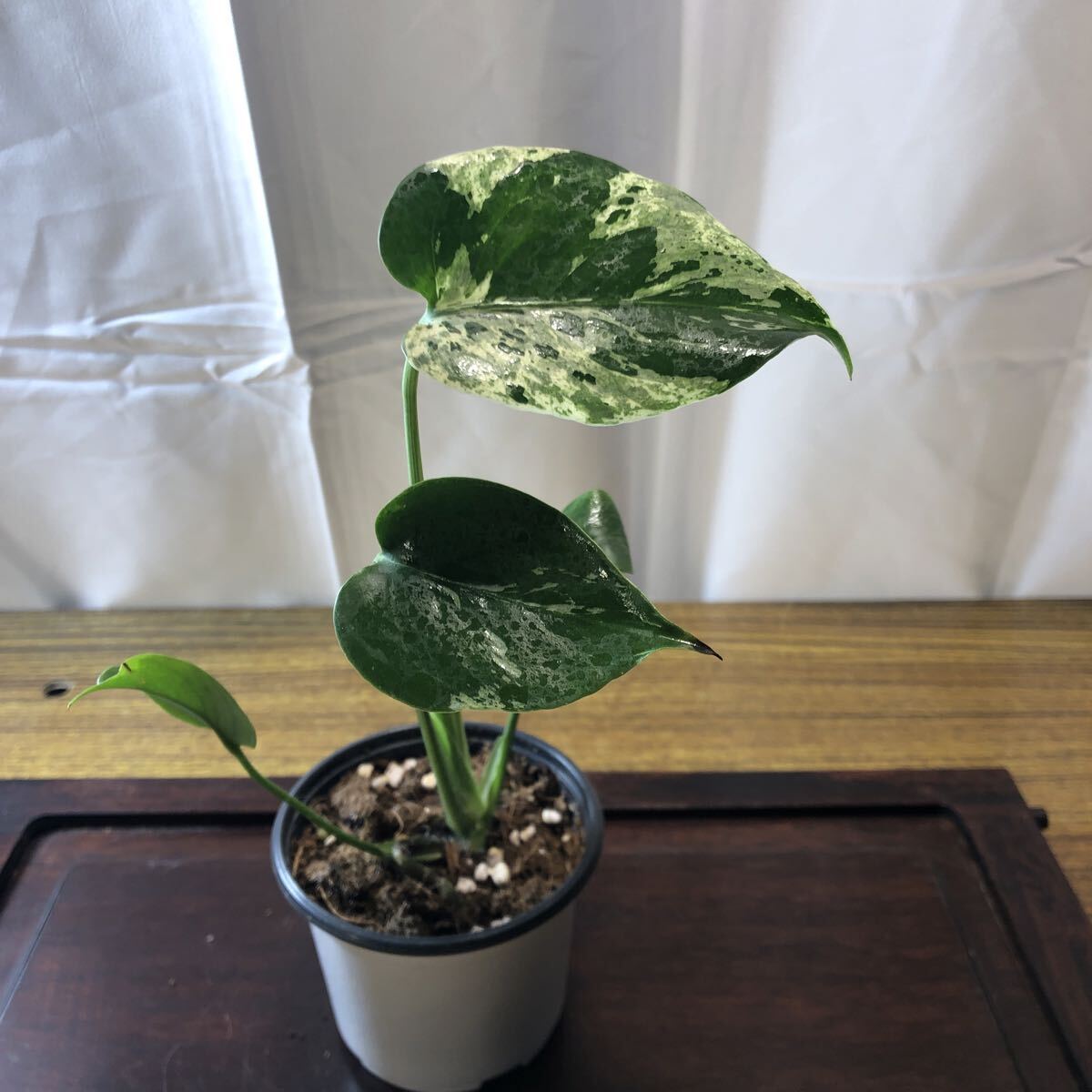 Yahoo!オークション -「モンステラ バルバソー」の落札相場・落札価格