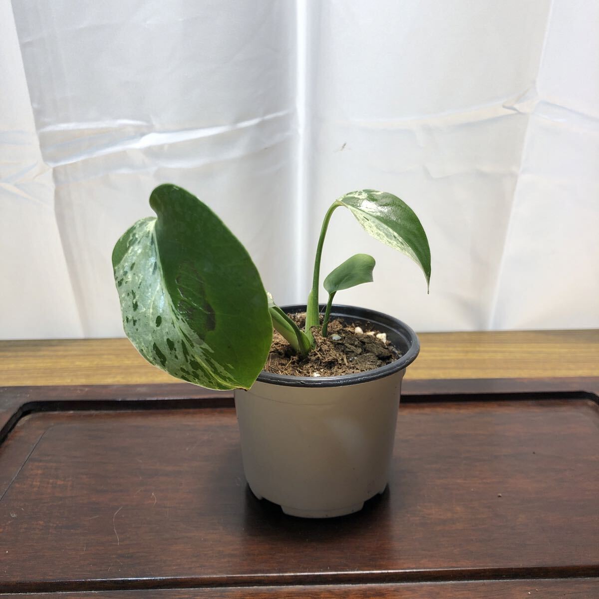 2026年最新】Yahoo!オークション -モンステラ 斑入り(観葉植物)の中古