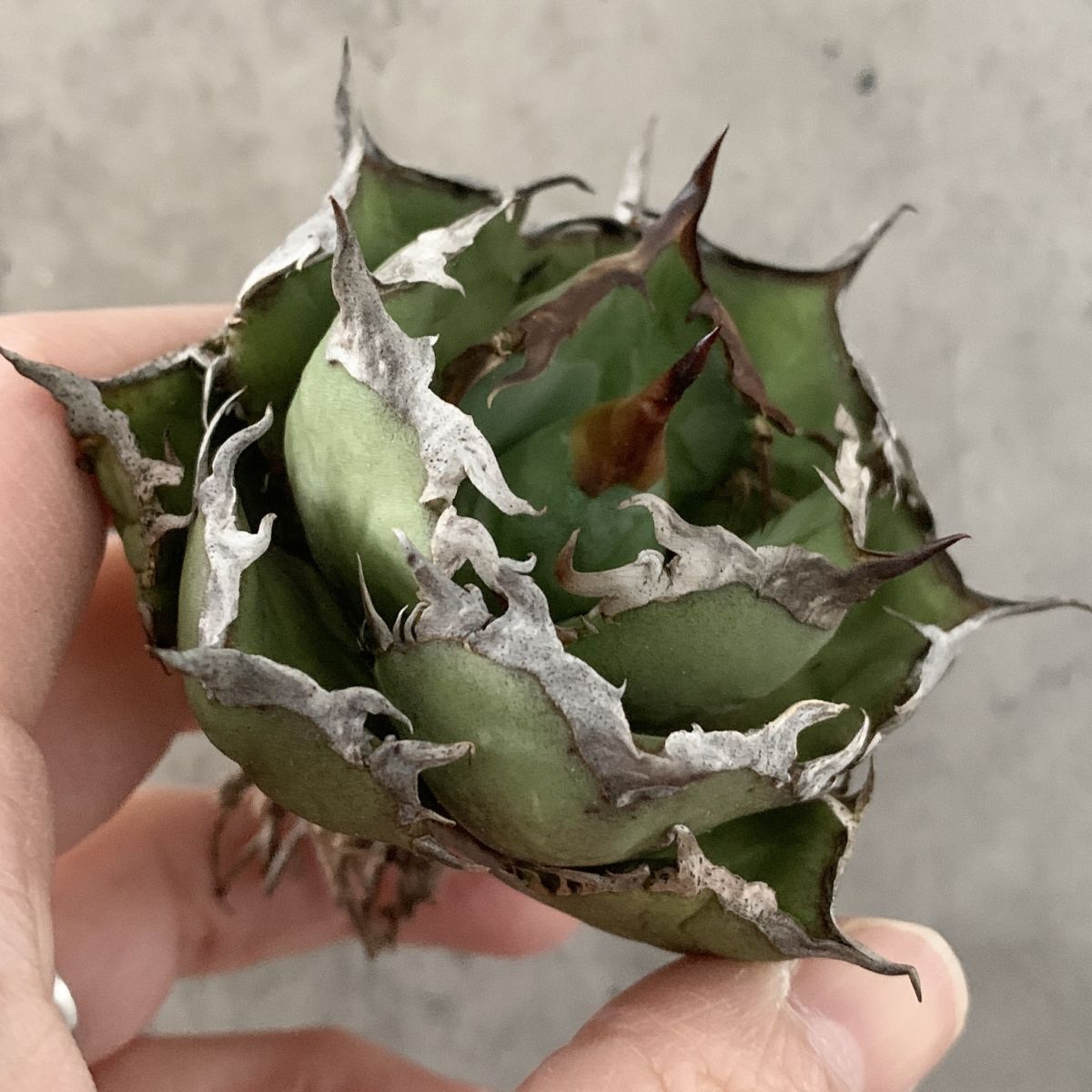 Yahoo!オークション -「アガベ チタノタ」(観葉植物) の落札相場・落札価格