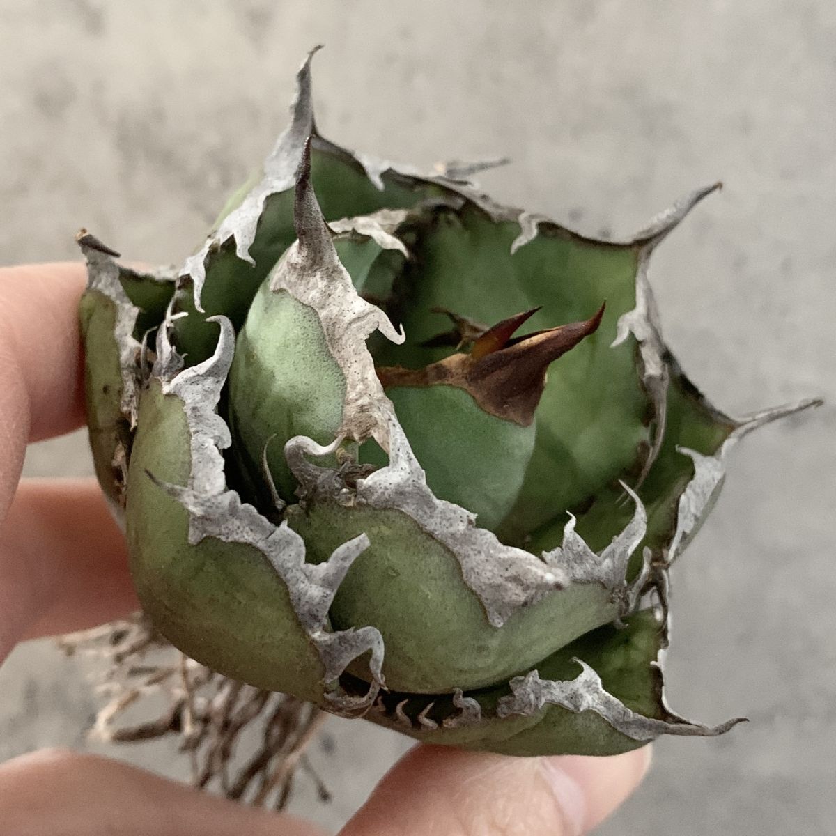 Yahoo!オークション -「アガベ」の落札相場・落札価格