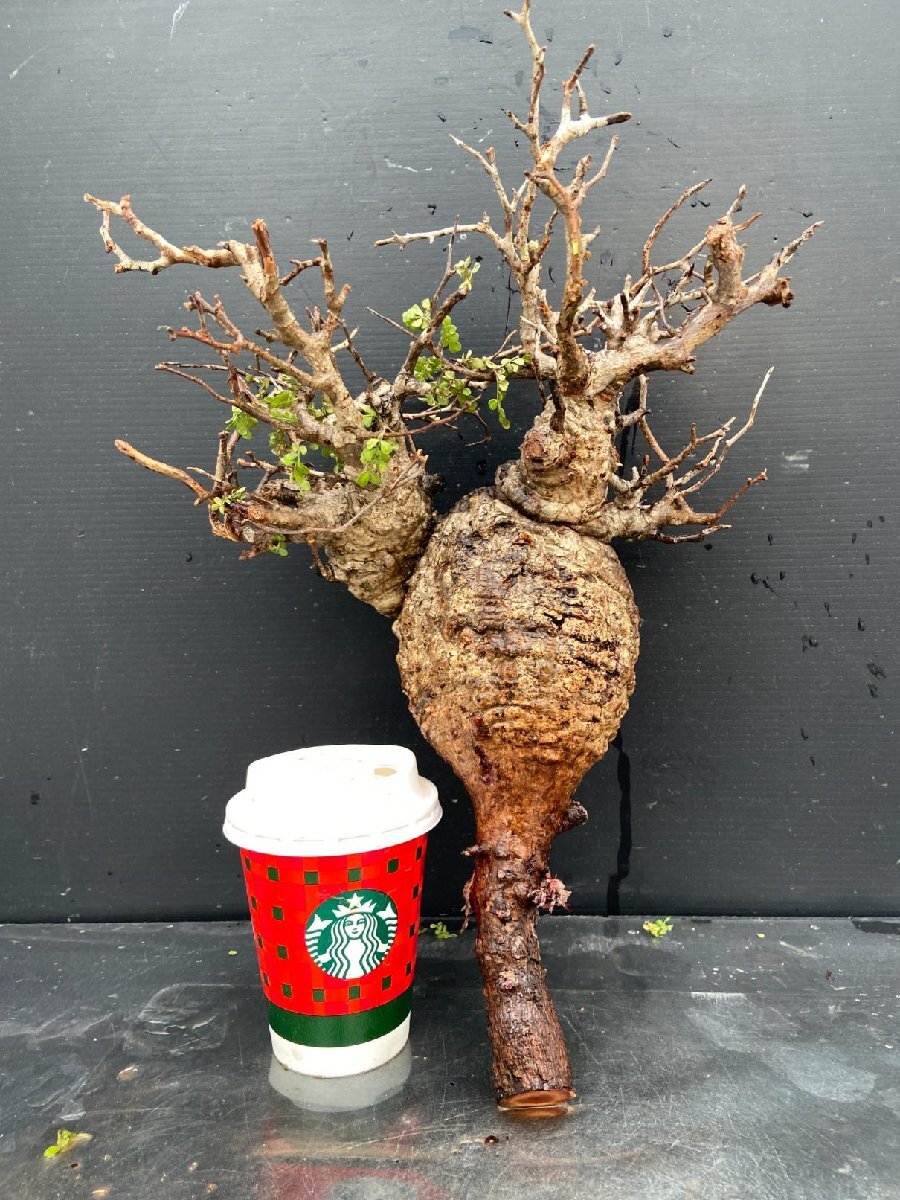 Yahoo!オークション -「パキプス」の落札相場・落札価格