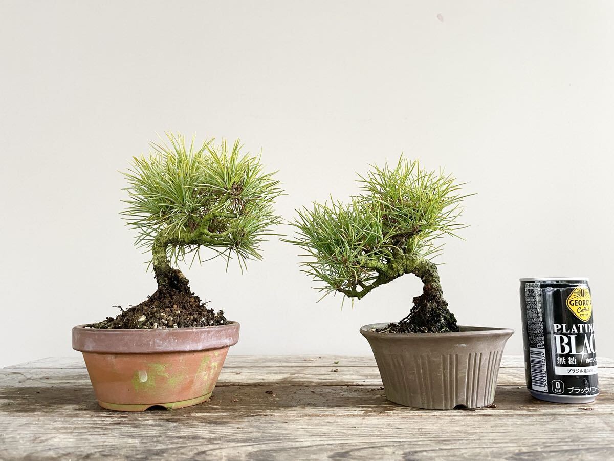 2026年最新】Yahoo!オークション -糸魚川真柏の中古品・新品・未使用品一覧