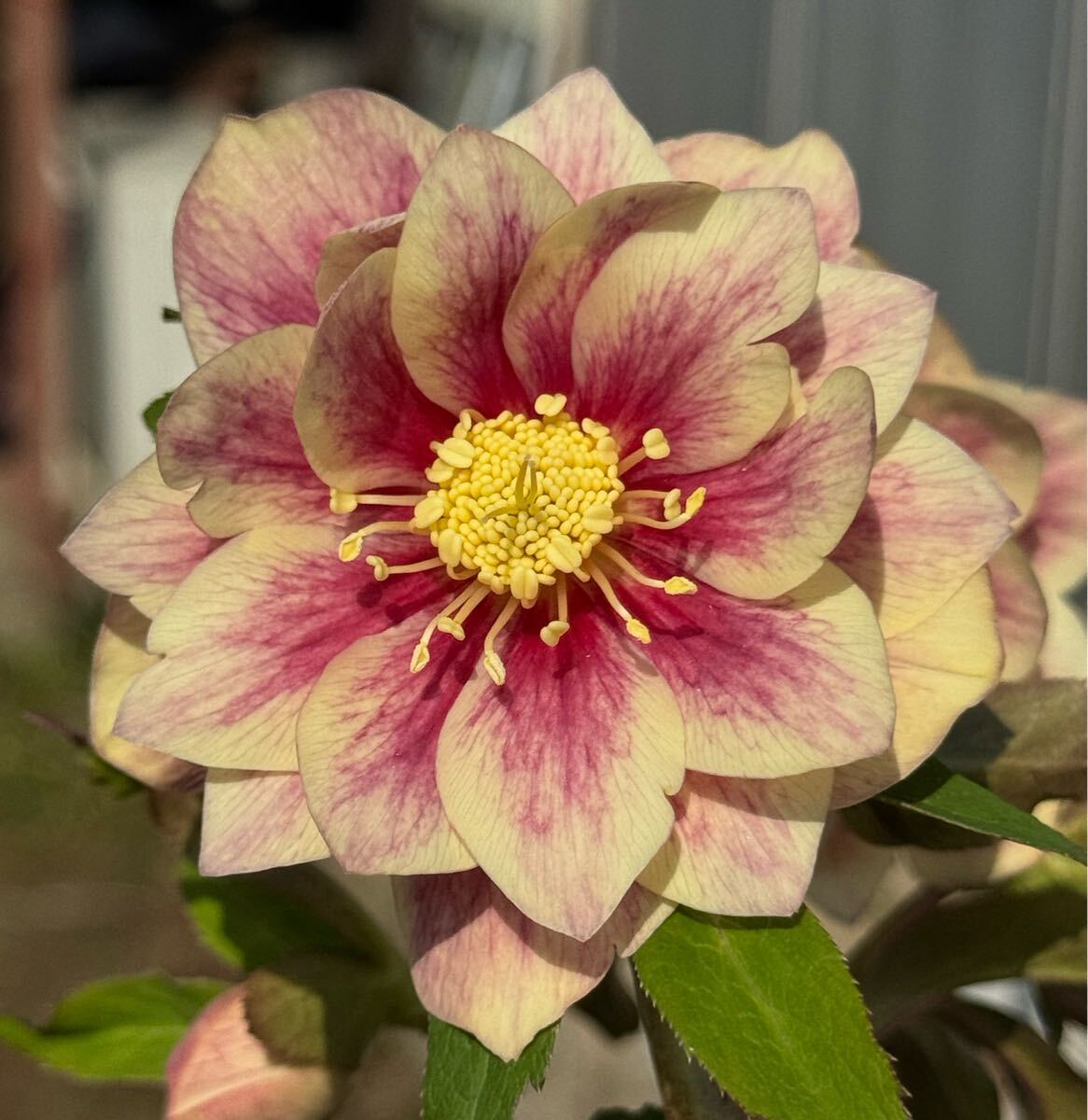 Yahoo!オークション -「クリスマスローズ 開花株」の落札相場・落札価格