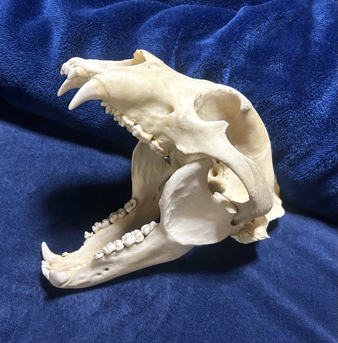 Yahoo!オークション - 送料無料 1 000円～売切 貴重 ウンピョウ 全身