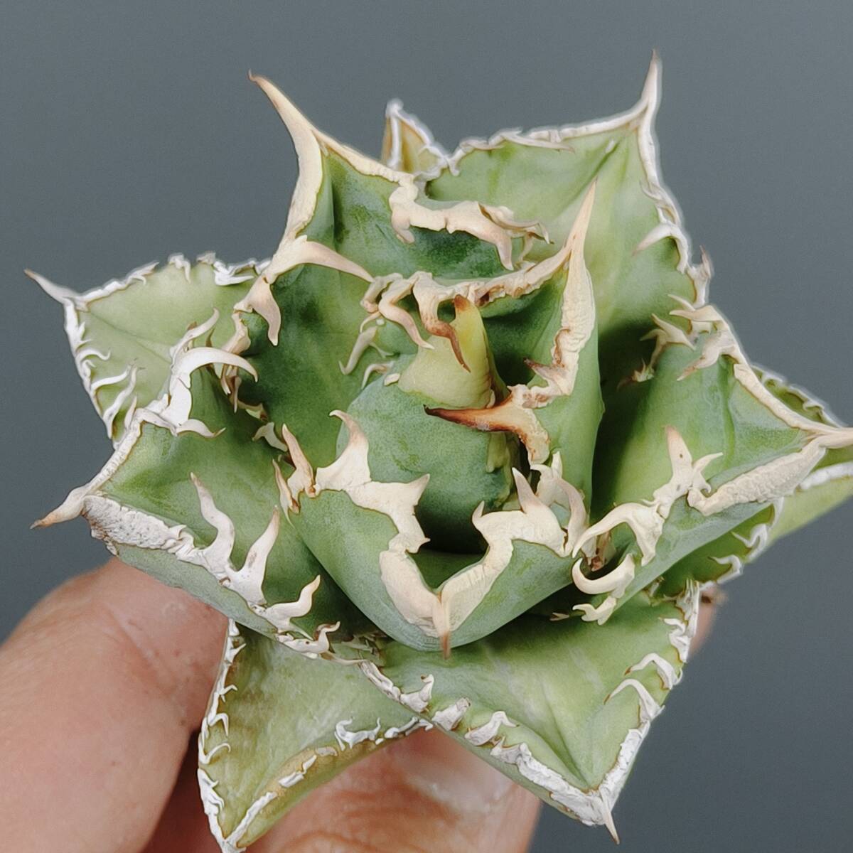 Yahoo!オークション -「アガベ 白豪刺」の落札相場・落札価格