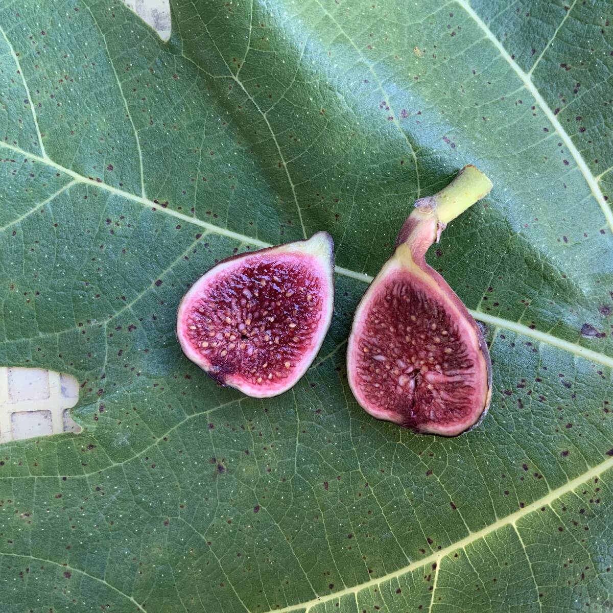 2026年最新】Yahoo!オークション -イチジク (穂木 挿し木 苗 挿し穂)の