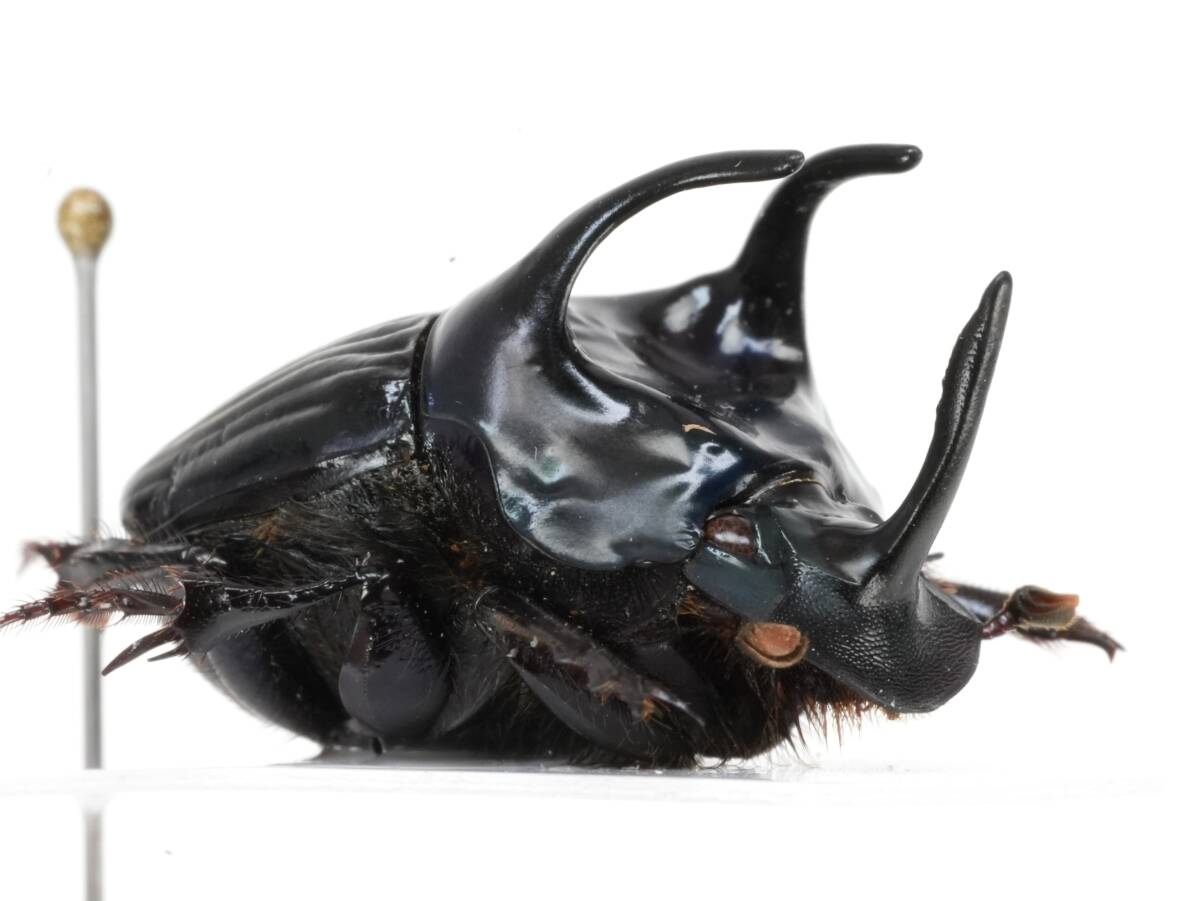 Yahoo!オークション -「ニジダイコクコガネ」の落札相場・落札価格