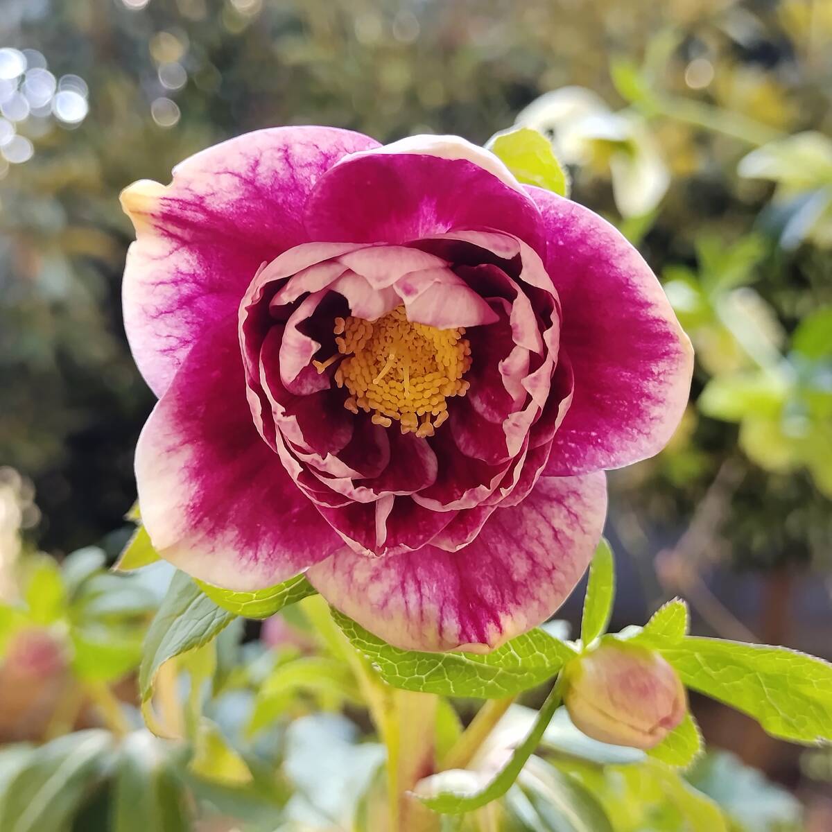 Yahoo!オークション -「クリスマスローズ ソレイユ」の落札相場・落札価格