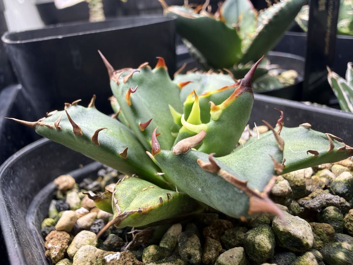 2026年最新】Yahoo!オークション -オアハカ 子株の中古品・新品・未