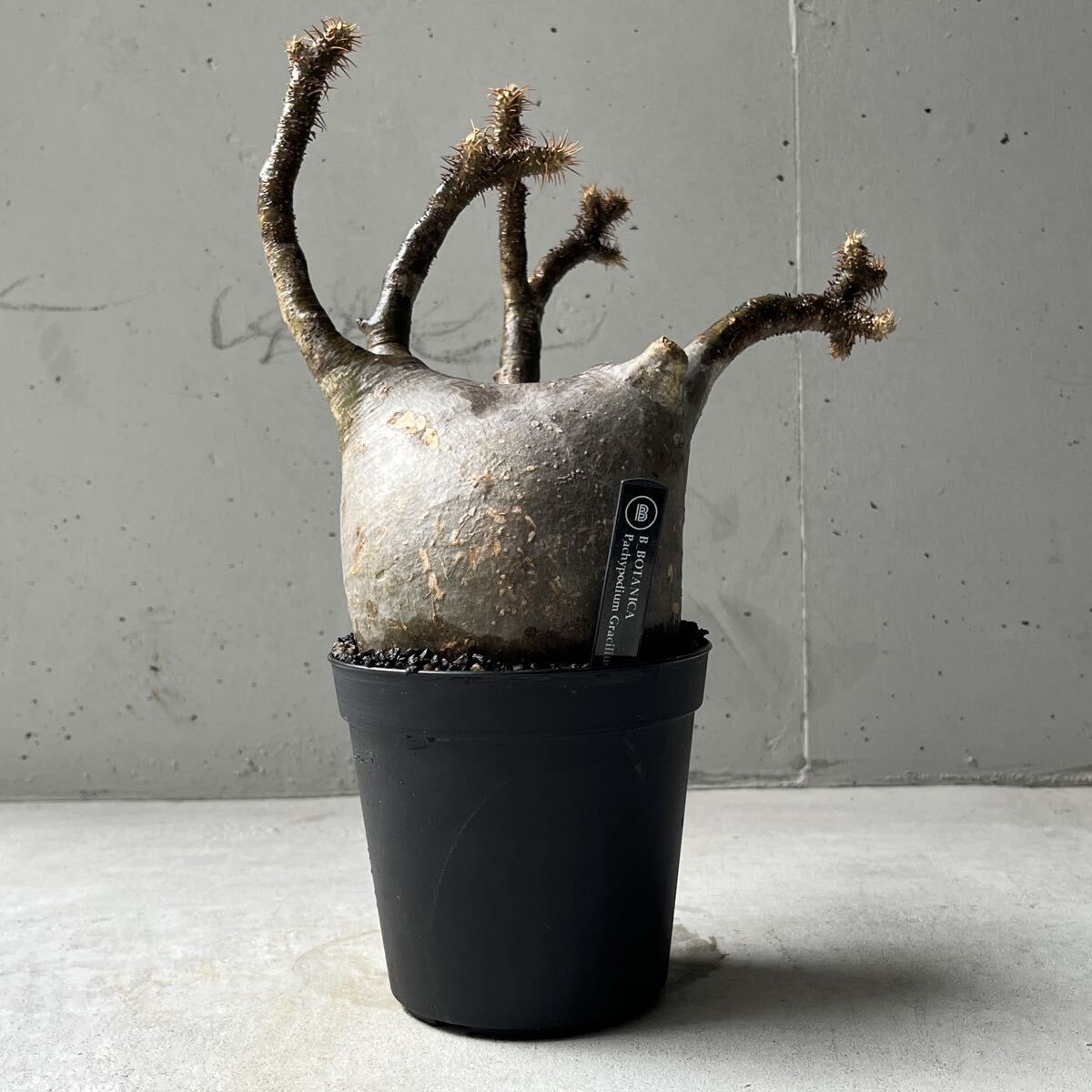 Yahoo!オークション -「パキポディウム グラキリス 現地球」の落札相場