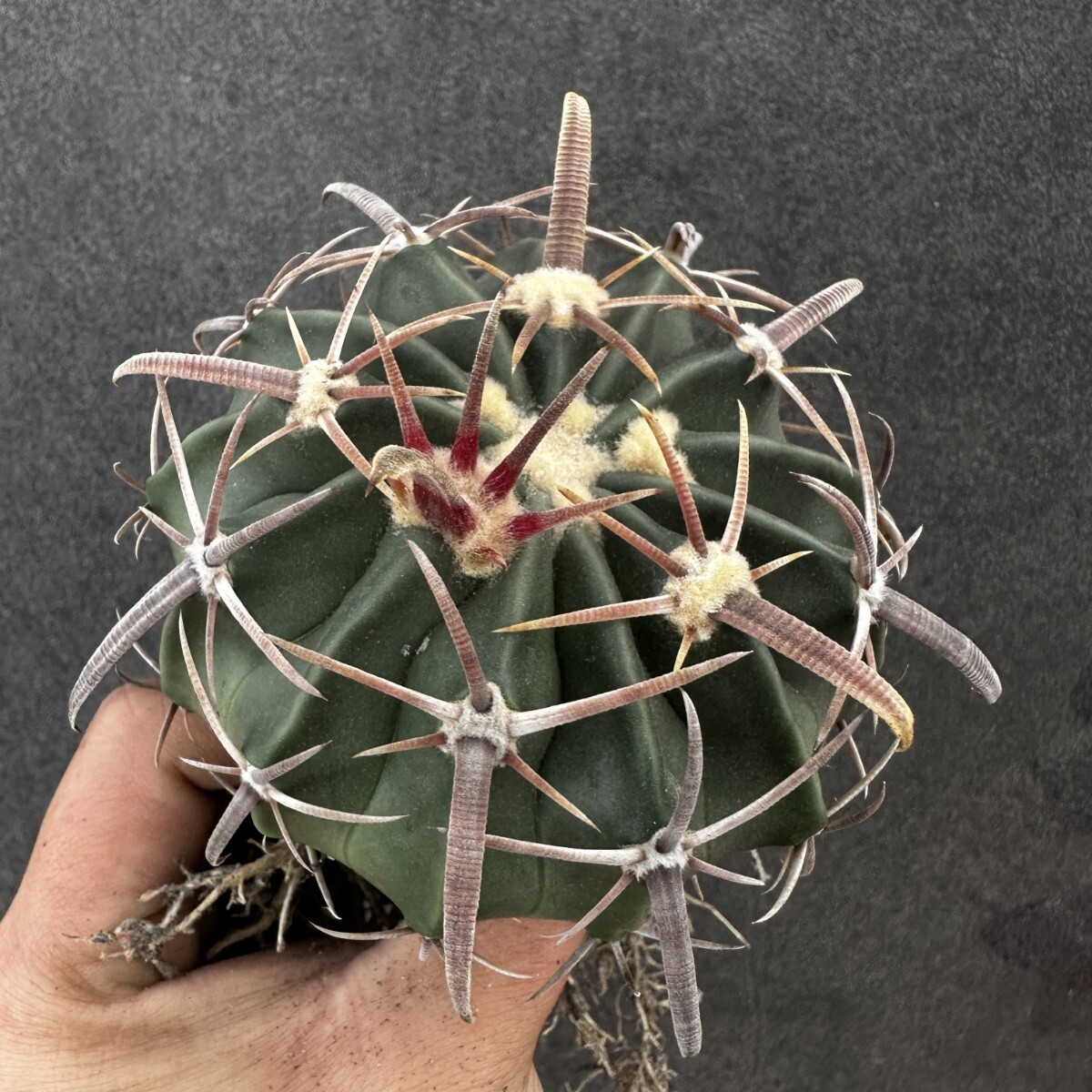 Yahoo!オークション -「綾波」(サボテン) (観葉植物)の落札相場・落札価格