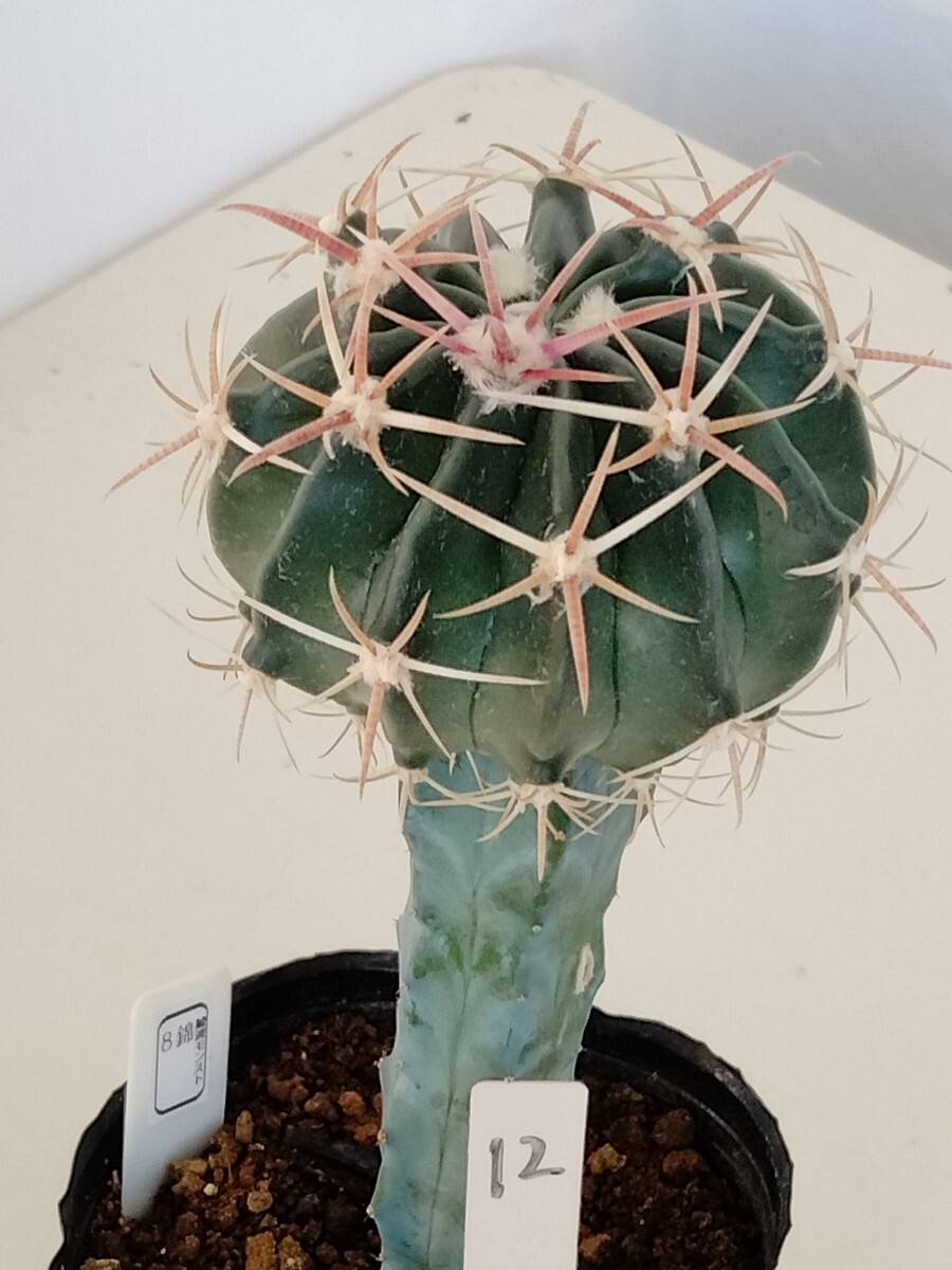 Yahoo!オークション -「綾波モンスト」(サボテン) (観葉植物)の落札