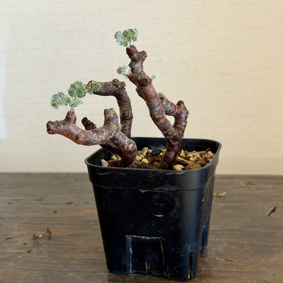 Yahoo!オークション -「ペラルゴニウム ミラビレ」の落札相場・落札価格