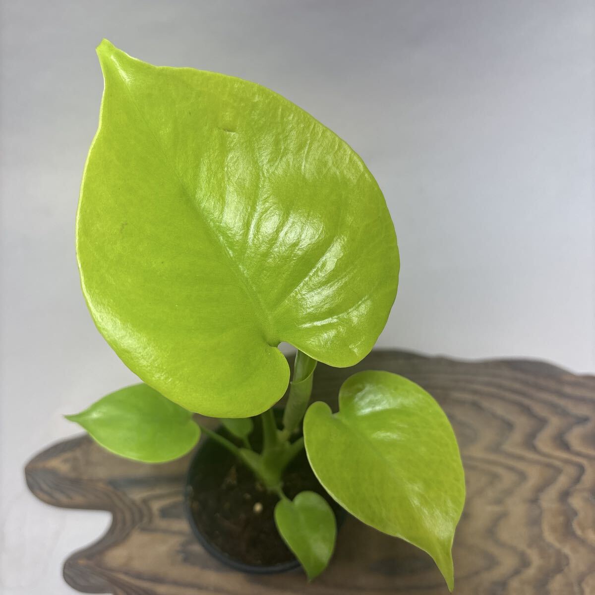 Yahoo!オークション -「(ゴールド 金 gold)」(モンステラ) (観葉植物