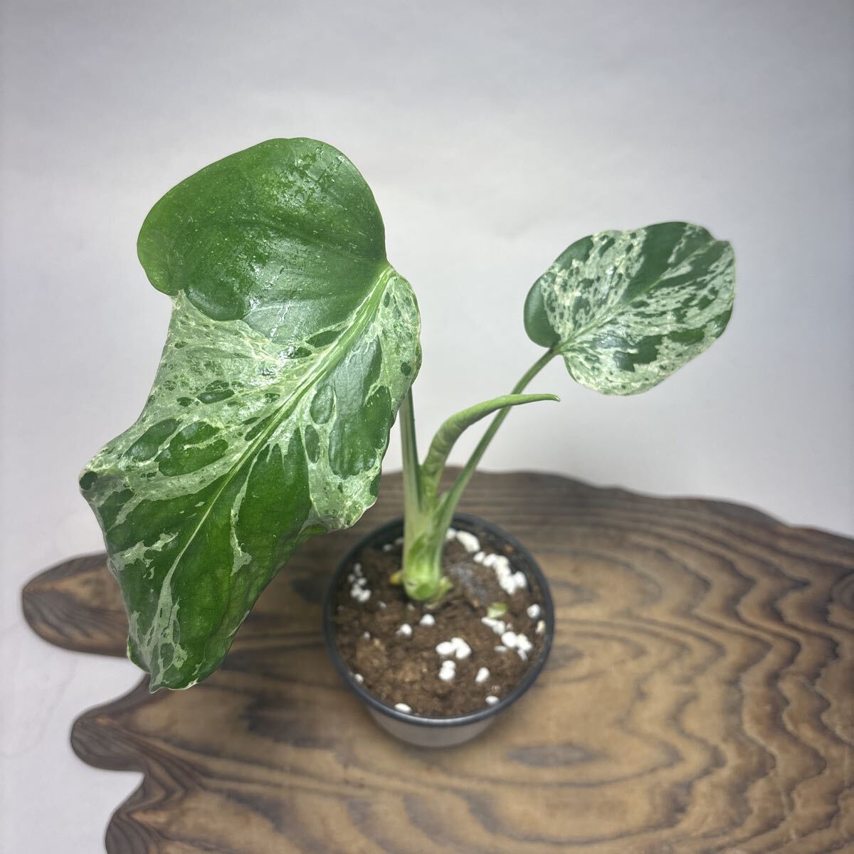 Yahoo!オークション -「モンステラ バルバソー」の落札相場・落札価格