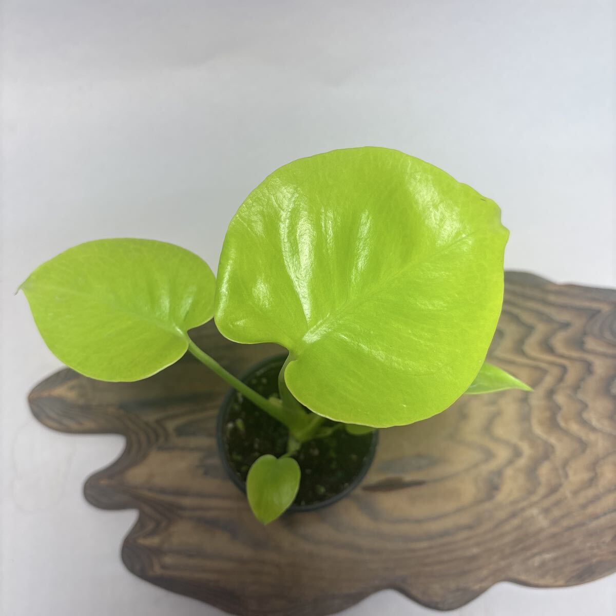 Yahoo!オークション -「(ゴールド 金 gold)」(モンステラ) (観葉植物