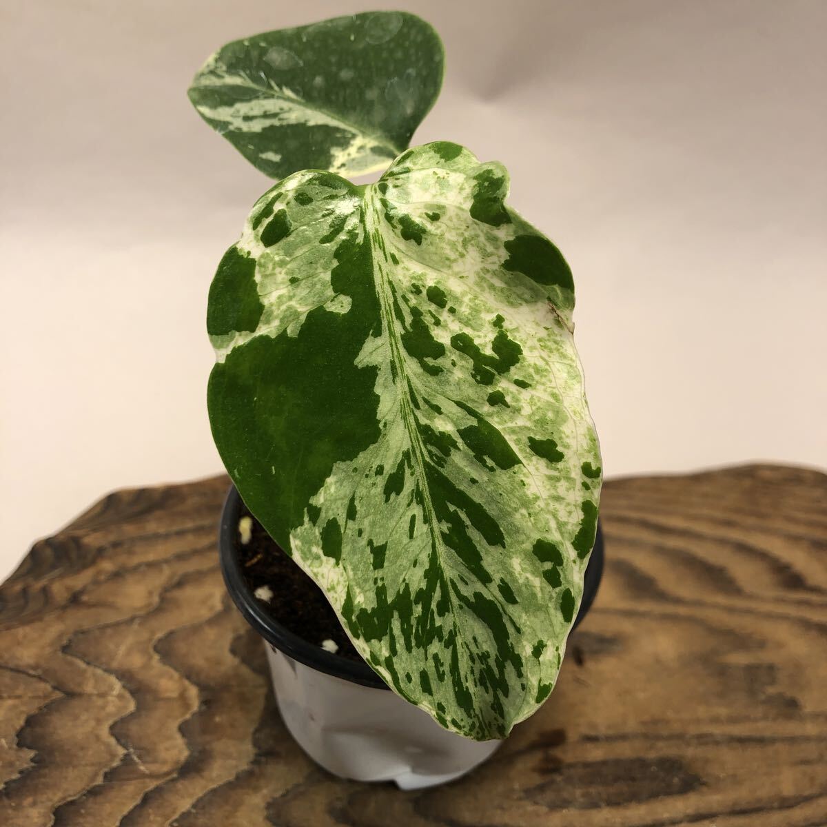 Yahoo!オークション -「モンステラ バルバソー」の落札相場・落札価格