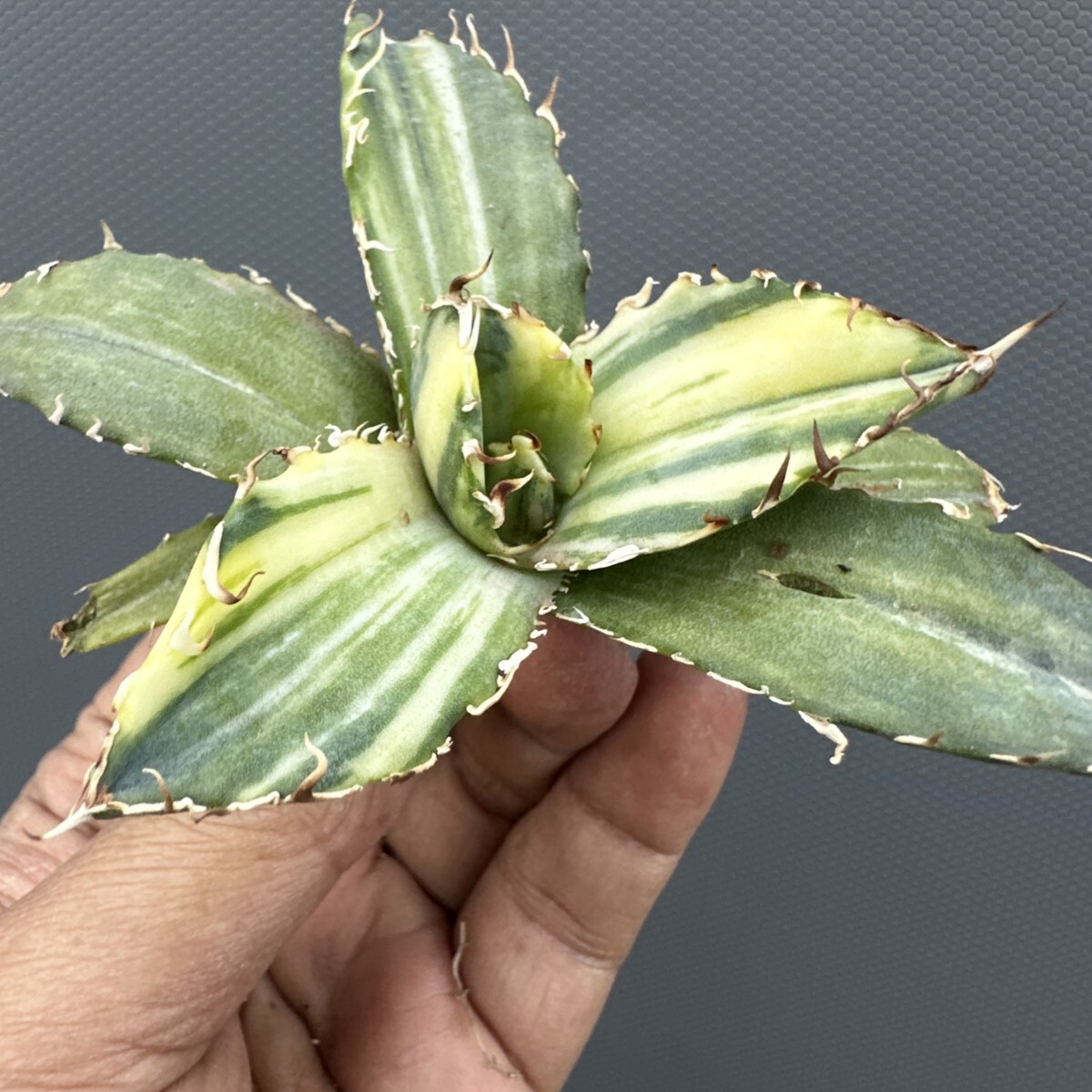 Yahoo!オークション -「アガベ 白鯨錦」の落札相場・落札価格