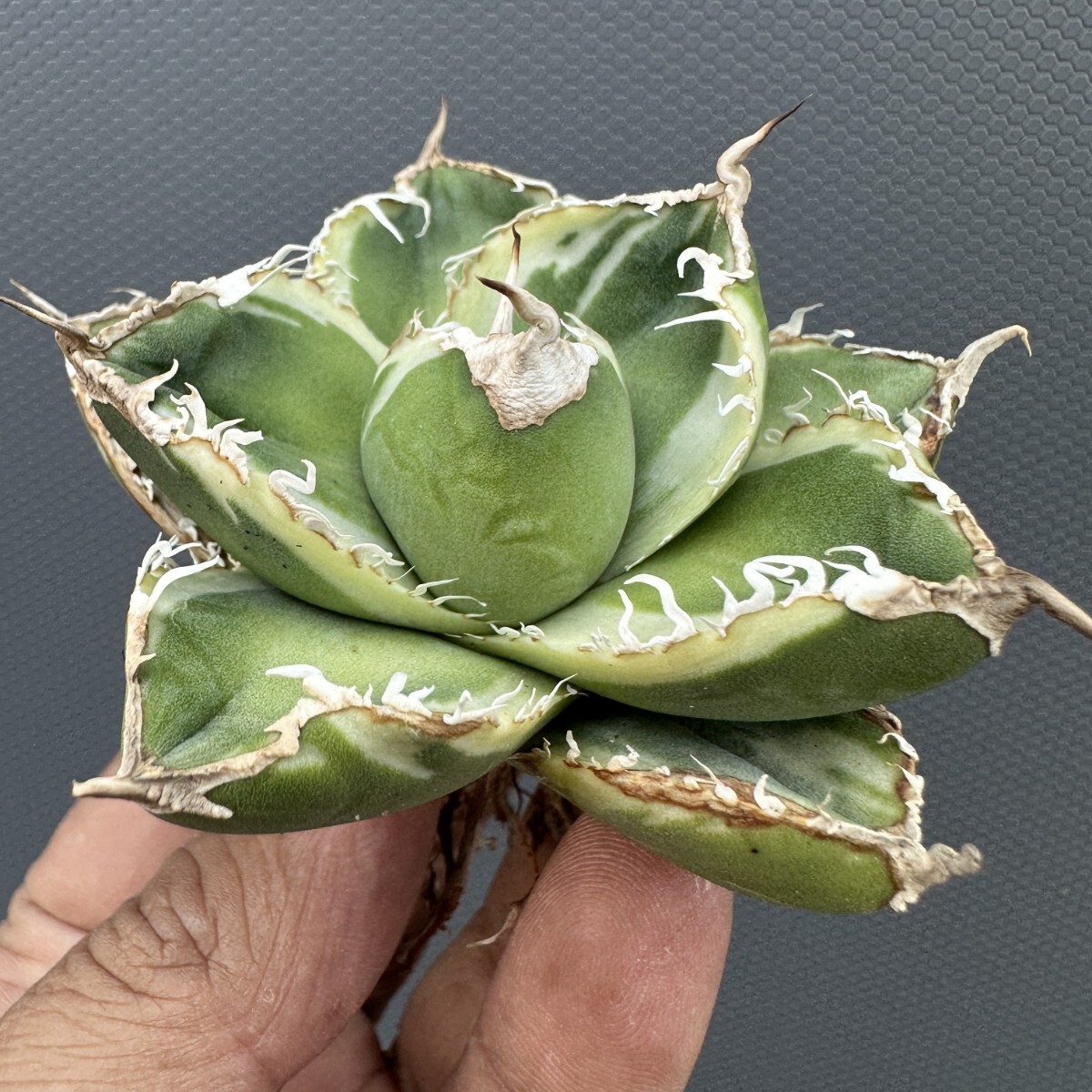 Yahoo!オークション -「アガベ チタノタ 麻花龍」(アガベ) (観葉植物