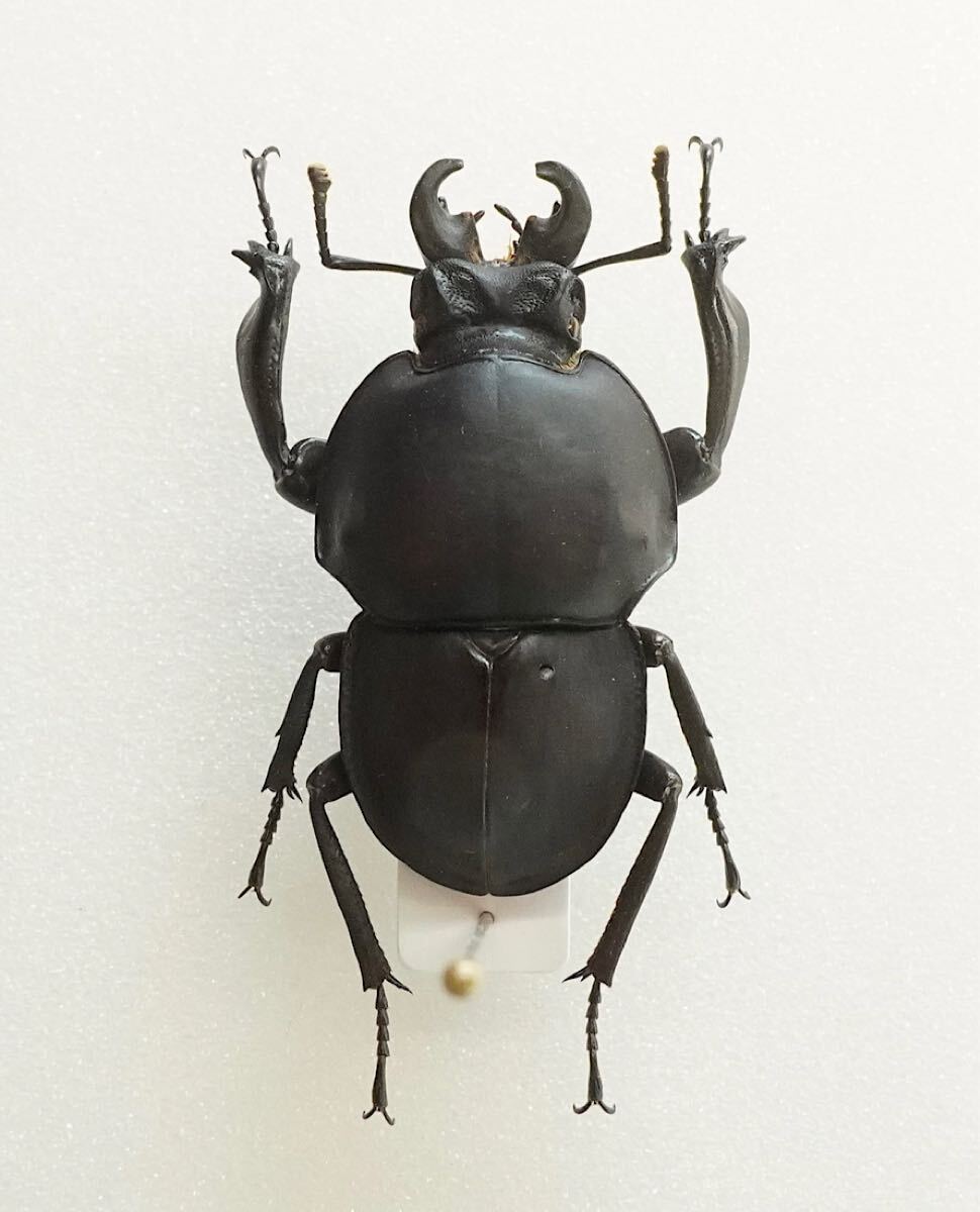 Yahoo!オークション -「クワガタ」の落札相場・落札価格