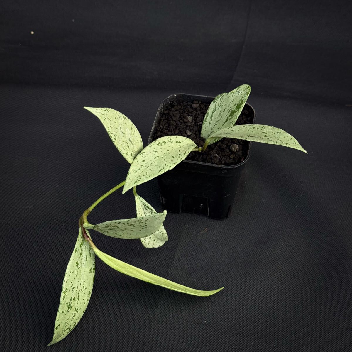 Yahoo!オークション -「サクララン」(その他) (観葉植物)の落札相場