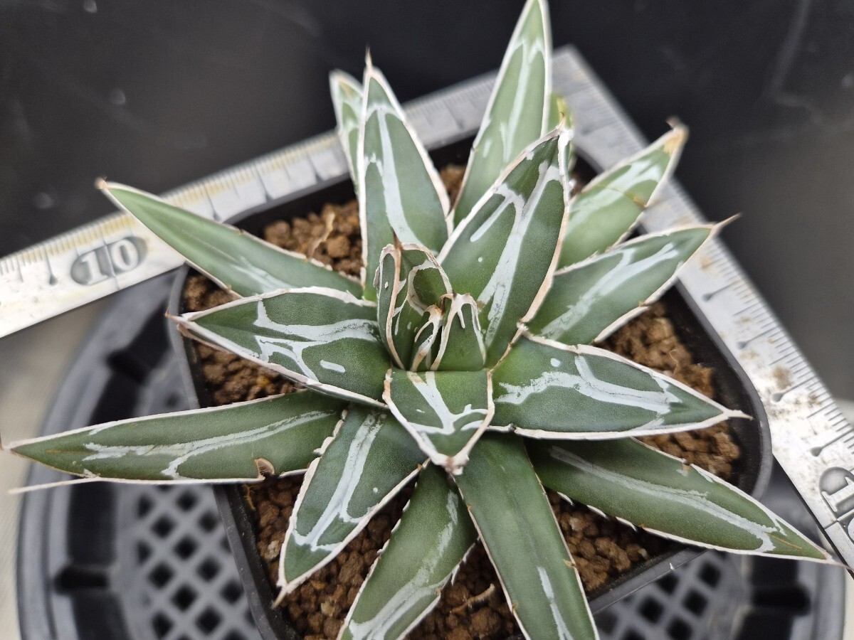 2026年最新】アガベ(Agave)のおすすめ商品一覧 - Yahoo!オークション