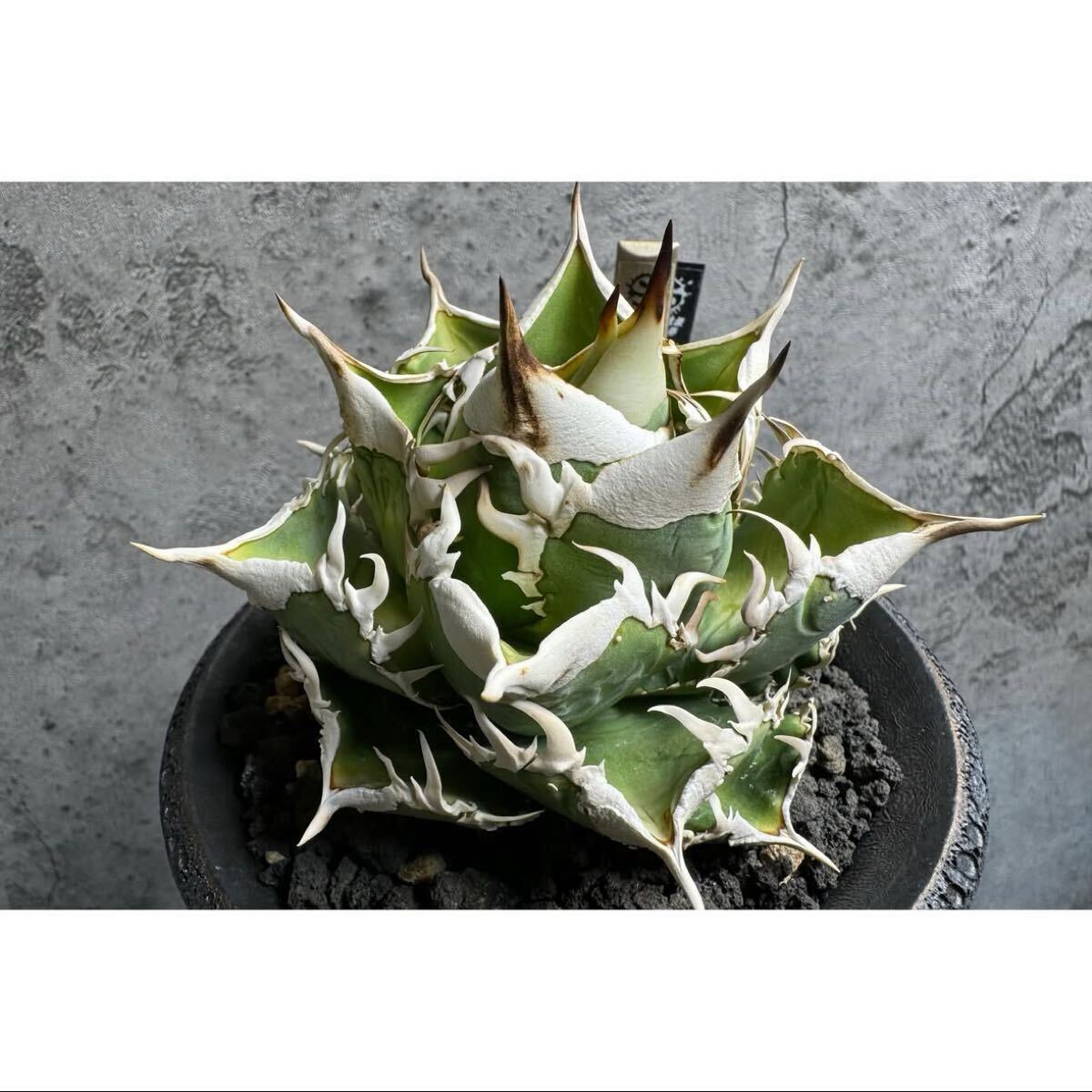 Yahoo!オークション -「cj special アガベ」の落札相場・落札価格