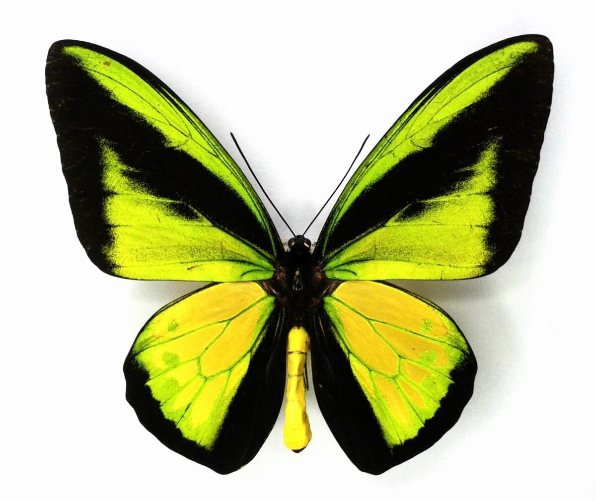 Yahoo!オークション -「標本 トリバネアゲハ」の落札相場・落札価格