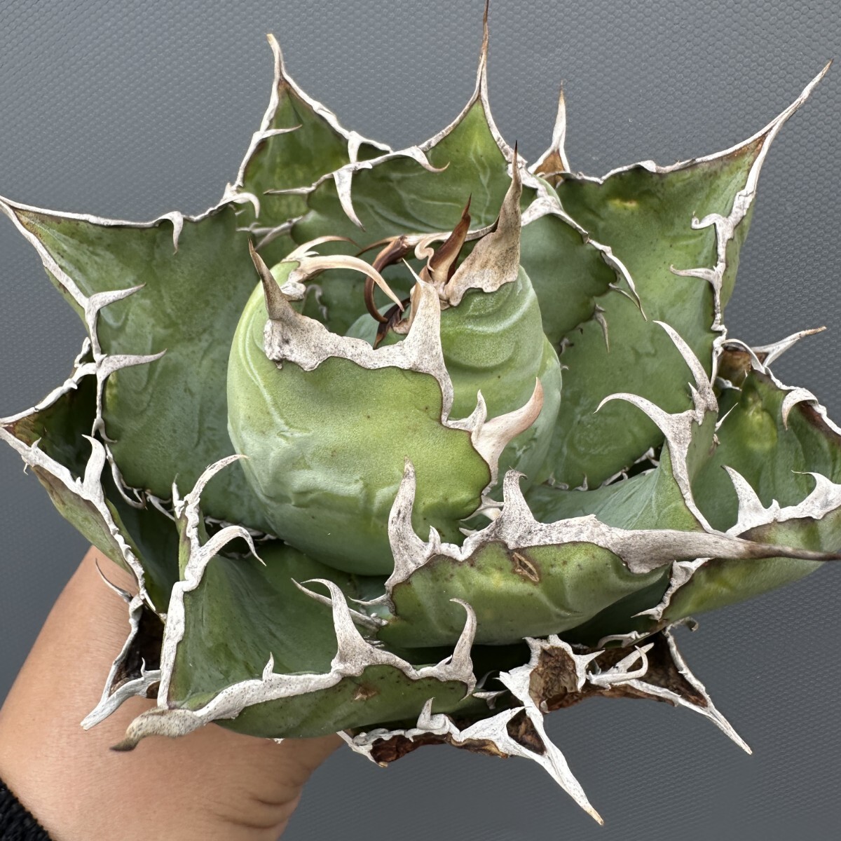 Yahoo!オークション -「アガベ チタノタ 麻花龍」(アガベ) (観葉植物