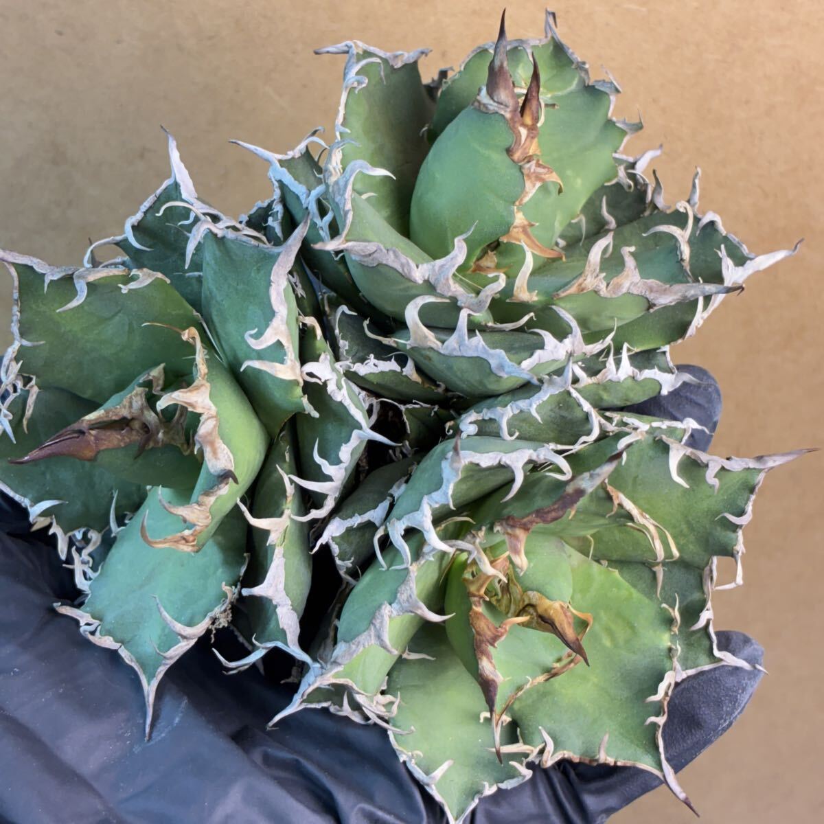 2026年最新】Yahoo!オークション -アガベ スーパーチタノタの中古品